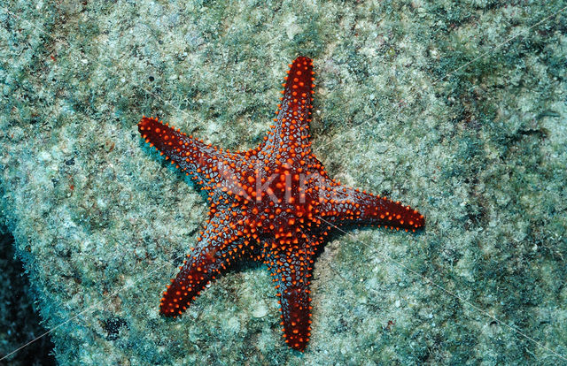 Sea Star