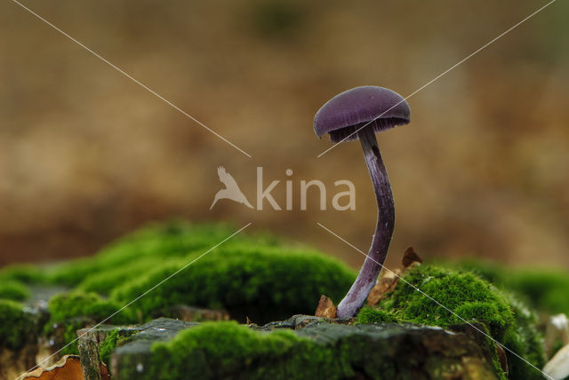 Amethyst Deceiver (Laccaria amethystina)