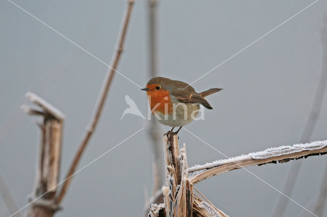 Roodborst