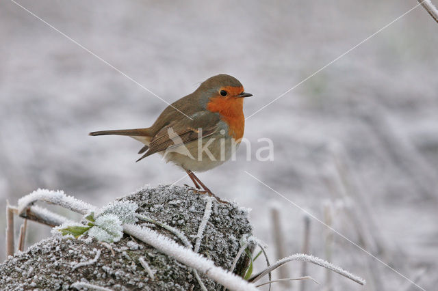 European Robin (Erithacus rubecula)