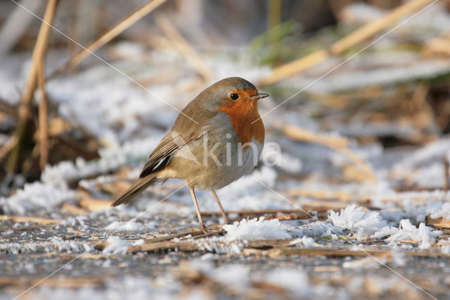 Roodborst