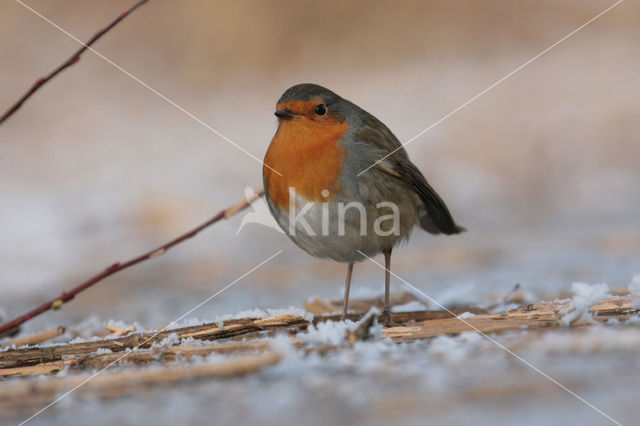 Roodborst