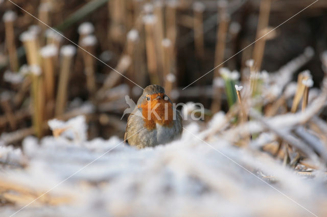 Roodborst