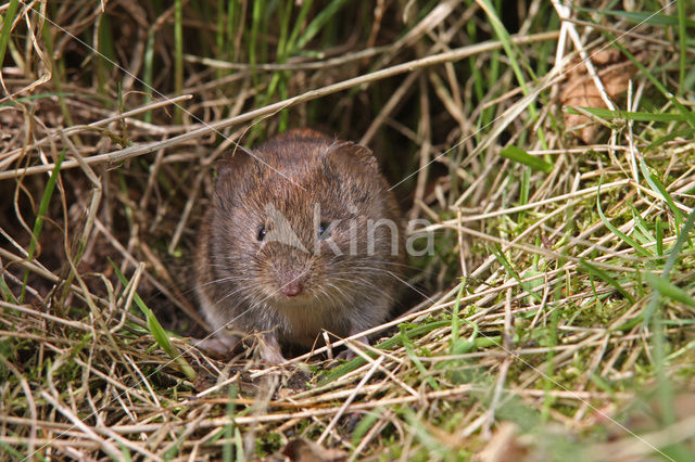 Rosse woelmuis (Clethrionomys glareolus)