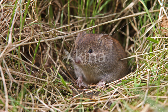 Rosse woelmuis (Clethrionomys glareolus)