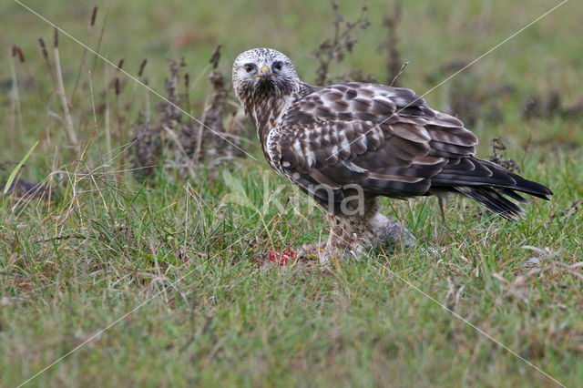 Ruigpootbuizerd (Buteo lagopus)