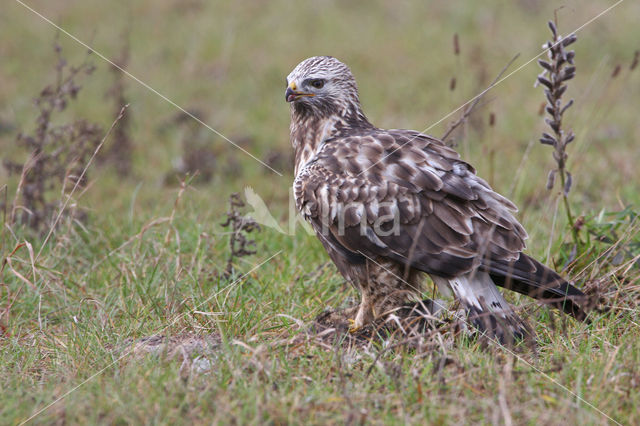 Ruigpootbuizerd (Buteo lagopus)