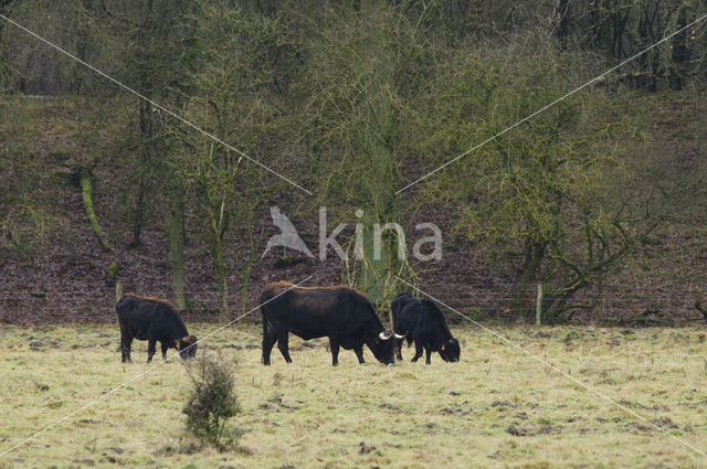 Sayaguesa Cow (Bos domesticus)