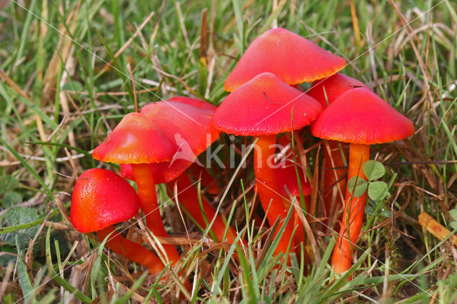 Scharlaken wasplaat (Hygrocybe coccinea)