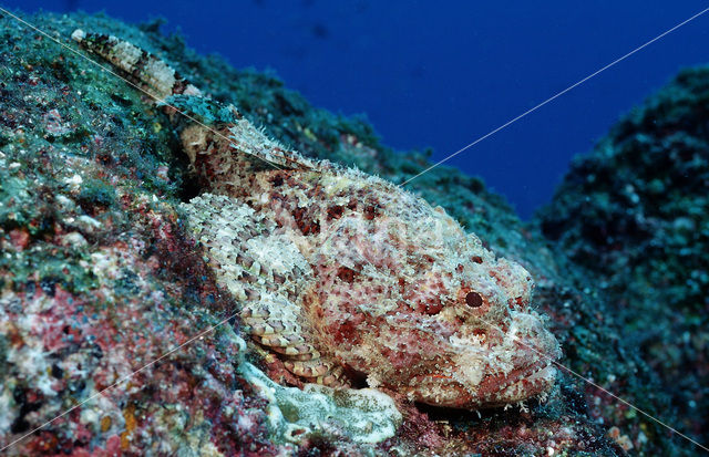 Stone Scorpionfish (Scorpaena plumieri mystes)