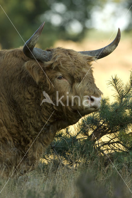 Highland Cow (Bos domesticus)