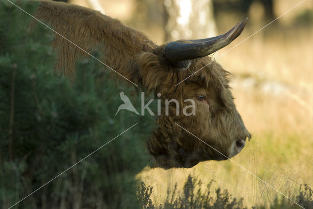 Highland Cow (Bos domesticus)
