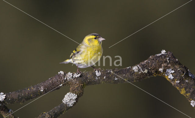 Eurasian Siskin (Carduelis spinus)