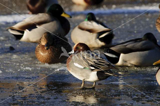 Wigeon (Anas penelope)