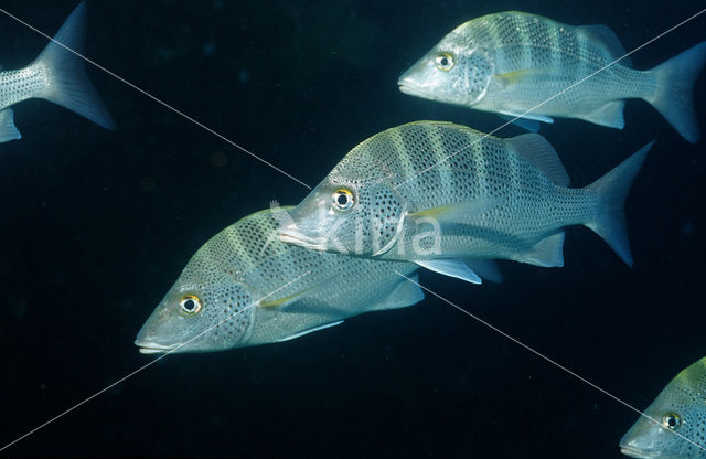 Pacific cubera snapper (Lutjanus novemfasciatus)