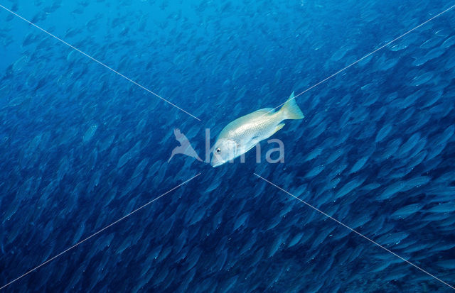Pacific cubera snapper (Lutjanus novemfasciatus)