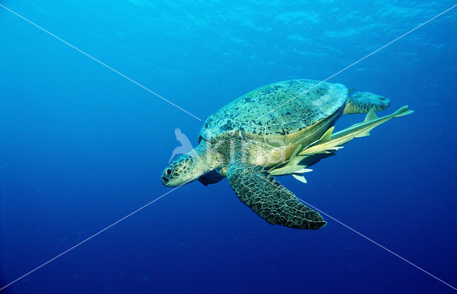 Soepschildpad (Chelonia mydas)