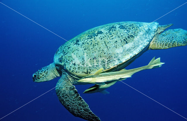 Soepschildpad (Chelonia mydas)