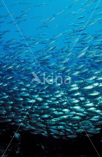 Spanish mackerel (Scomber japonicus)