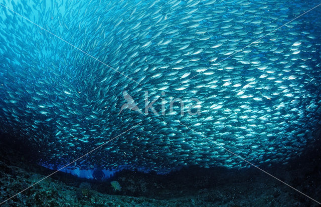 Spanish mackerel (Scomber japonicus)