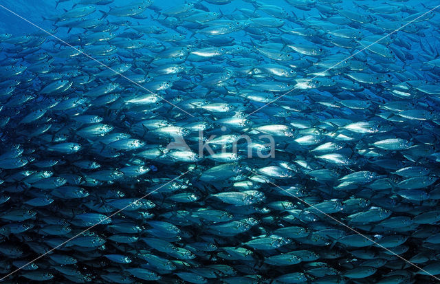 Spanish mackerel (Scomber japonicus)