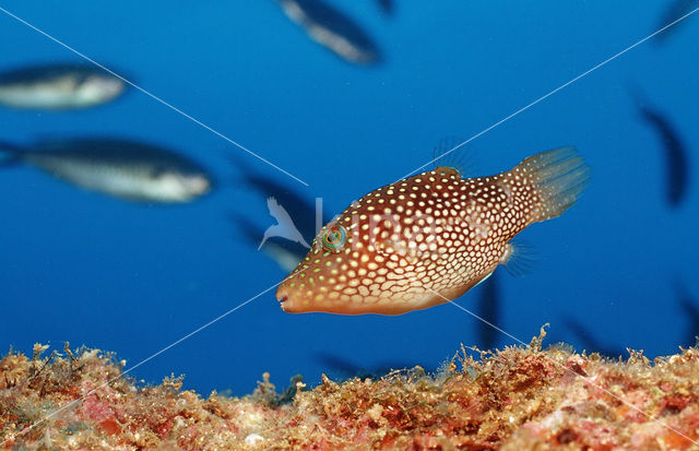 Spotted sharpnosed puffer (Canthigaster punctatissima)