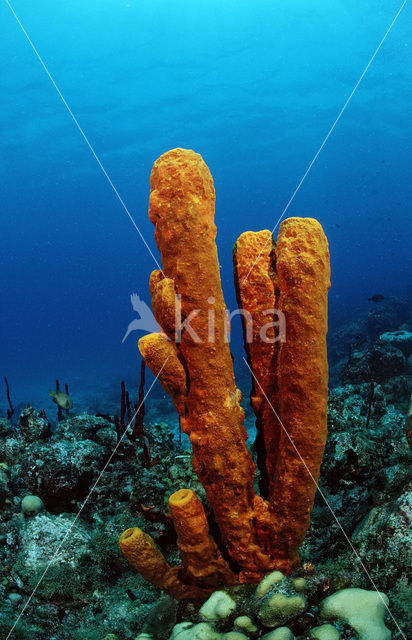 Caribbean Tube Sponge (Pseudoceratina crassa)