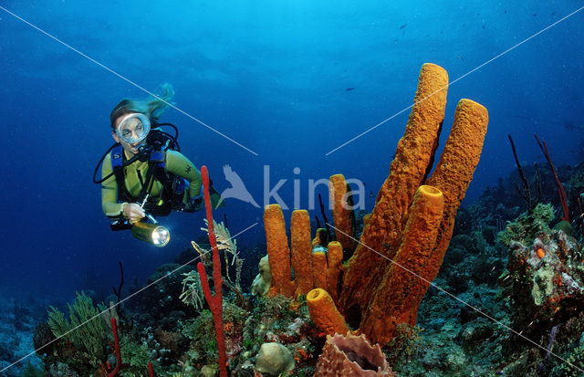 Caribbean Tube Sponge (Pseudoceratina crassa)