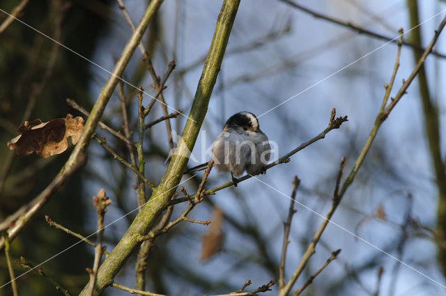 Staartmees (Aegithalos caudatus)