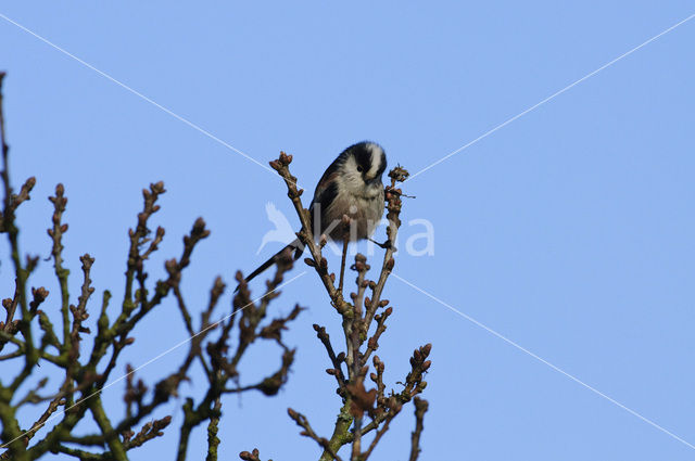 Staartmees (Aegithalos caudatus)