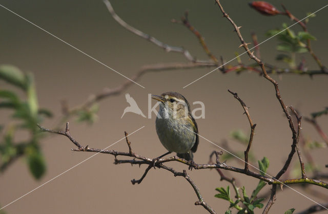 Tjiftjaf (Phylloscopus collybita)