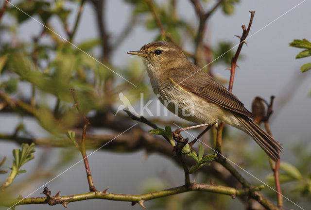 Tjiftjaf (Phylloscopus collybita)