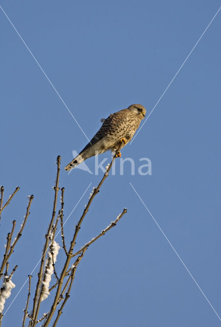 Common Kestrel (Falco tinnunculus)