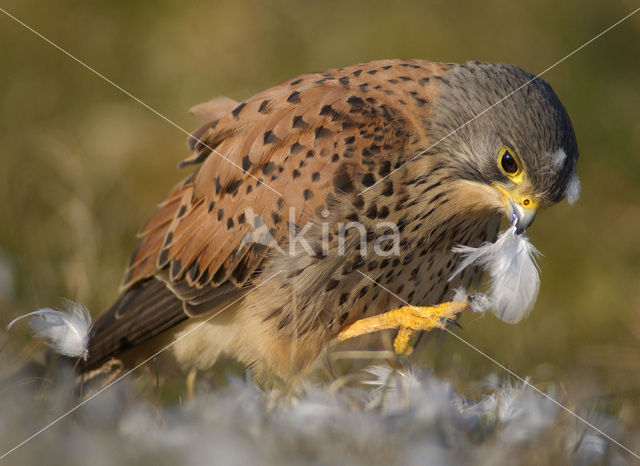 Common Kestrel (Falco tinnunculus)