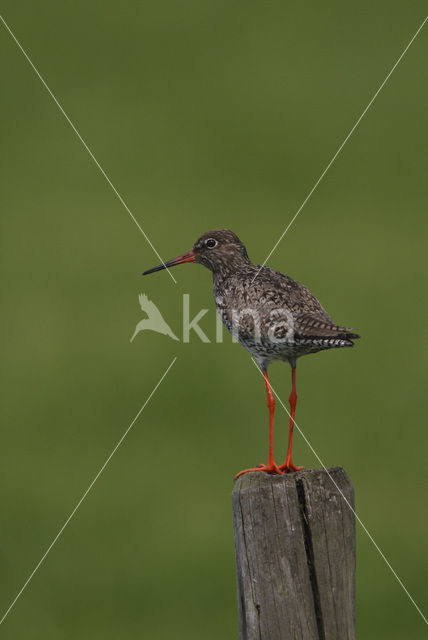 Common Redshank (Tringa totanus)