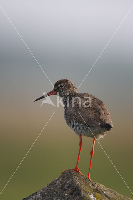 Common Redshank (Tringa totanus)