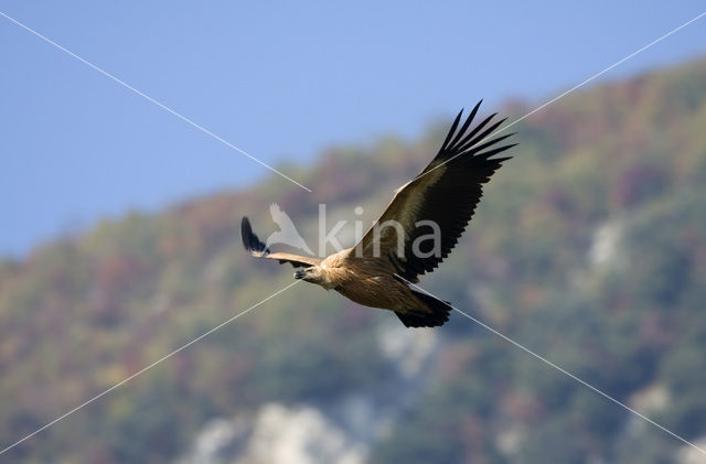 Vale Gier (Gyps fulvus)