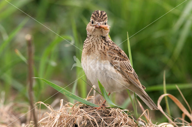 Veldleeuwerik (Alauda arvensis)