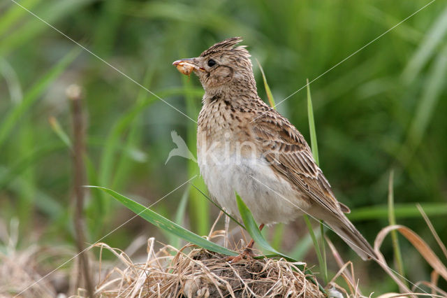 Veldleeuwerik (Alauda arvensis)