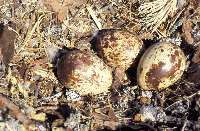 Visarend (Pandion haliaetus)