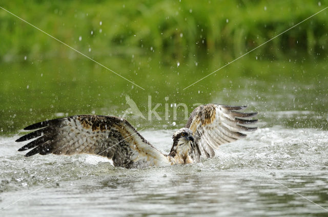 Osprey (Pandion haliaetus)