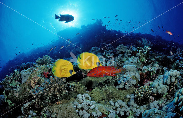 Masked butterflyfish (Chaetodon semilarvatus)