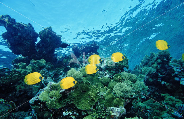 Masked butterflyfish (Chaetodon semilarvatus)