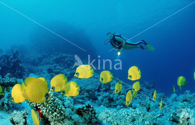 Masked butterflyfish (Chaetodon semilarvatus)