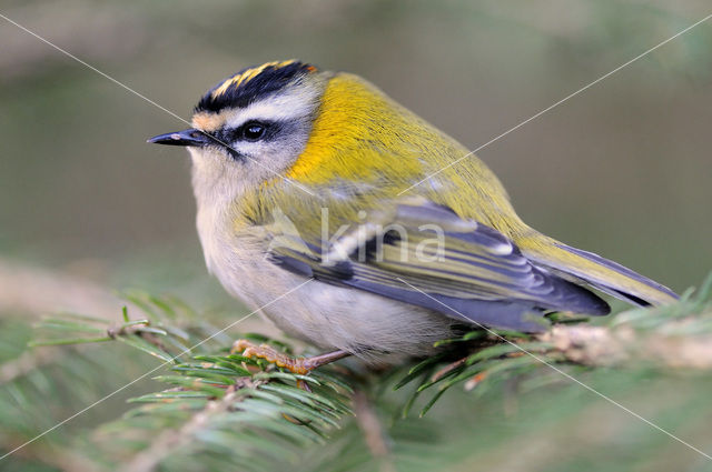 Firecrest (Regulus ignicapillus)