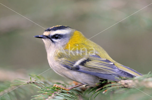 Firecrest (Regulus ignicapillus)