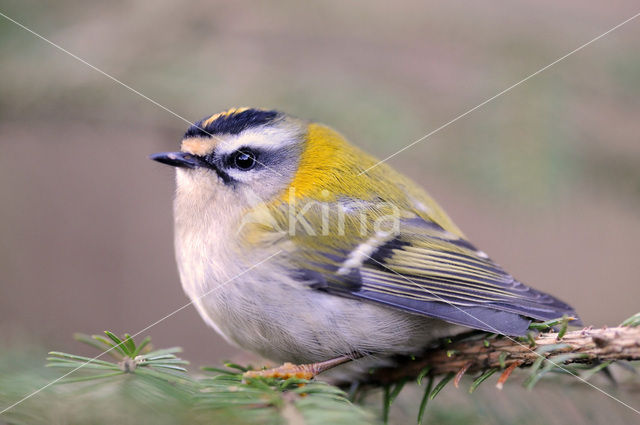 Firecrest (Regulus ignicapillus)