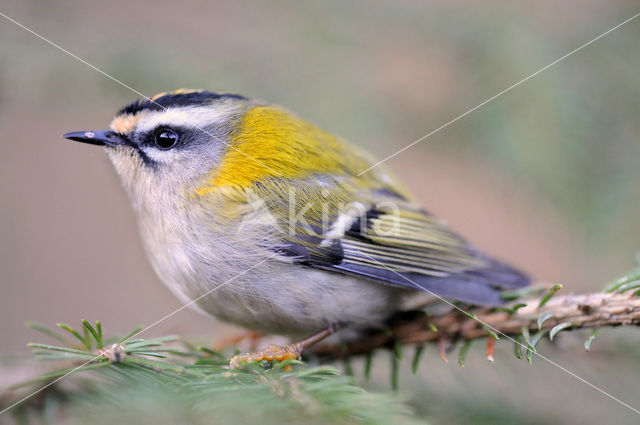 Firecrest (Regulus ignicapillus)