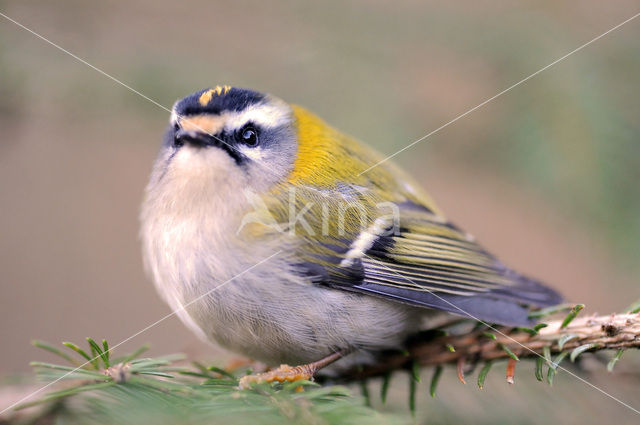 Firecrest (Regulus ignicapillus)