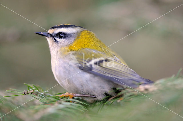 Firecrest (Regulus ignicapillus)